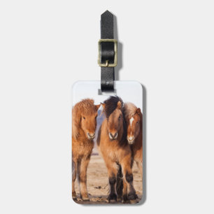 Étiquette À Bagage Cheval islandais en hiver