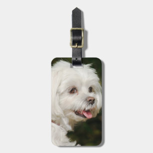 Étiquette À Bagage Chien chiot maltais blanc personnalisé