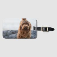 Chien Havanais, Animal, Canine