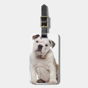 Étiquette À Bagage Chiot anglais de bouledogue (2 mois)