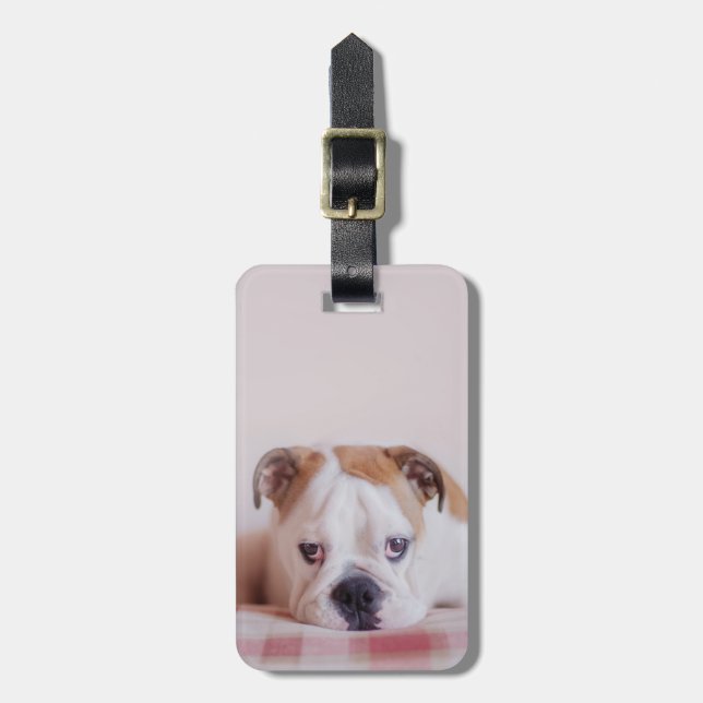 Étiquette À Bagage Chiot anglais timide de bouledogue (Devant Vertical)