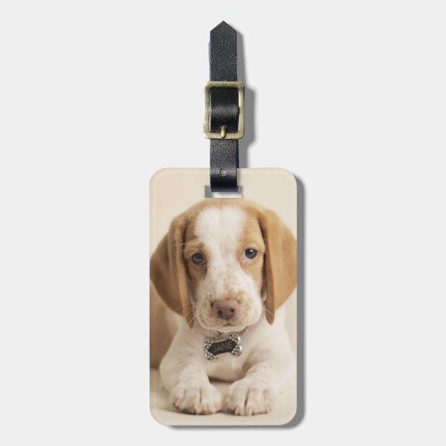 Étiquette À Bagage Chiot de beagle (Devant Vertical)