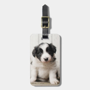 Étiquette À Bagage Chiot de border collie