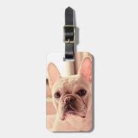 Chiot de bouledogue français
