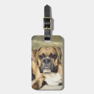 Étiquette À Bagage Chiot de boxeur de faon