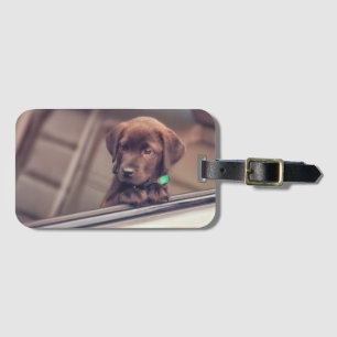 Étiquette À Bagage Chocolat Labrador Puppy In Car
