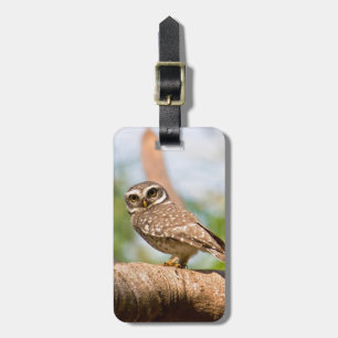 Étiquette À Bagage Chouette tachetée en vol matinal.