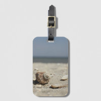 Coquillages sur le sable par la mer