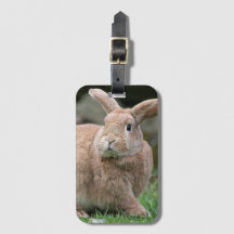 Cute lapin de gingembre avec de grandes oreilles