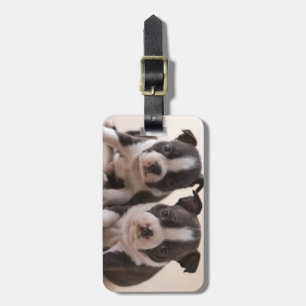 Étiquette À Bagage Deux Chiots de Boston Terrier