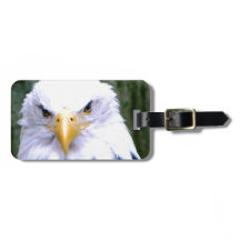 Eagle chauve