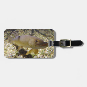 Étiquette À Bagage Esox lucius