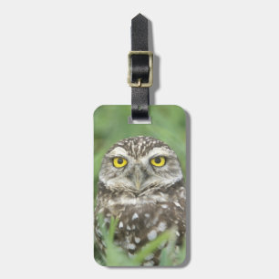 Étiquette À Bagage États-Unis, Floride, Cap Coral, Chevêche des terri