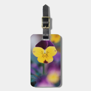 Étiquette À Bagage États-Unis, Utah, gros plan de Viola tricolor dans