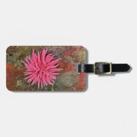 Étiquette rose de bagage de Hopkins Nudibranch
