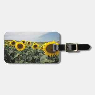 Étiquette À Bagage France Provence, Vue d'un champ de tournesols