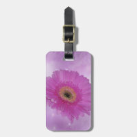 Gerber Daisy rose et violet