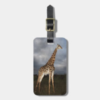 Girafe (camelopardalis de Giraffa)