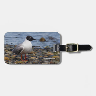 Étiquette À Bagage Goéland de Bonaparte à la plage