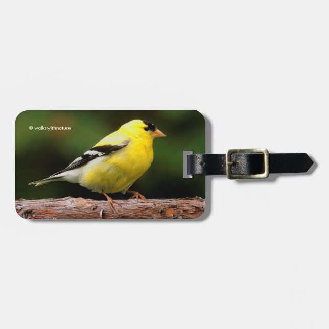 Étiquette À Bagage Goldfinch américain masculin sur l'Arbutus (Devant horizontal)