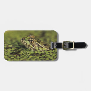 Étiquette À Bagage Grenouille Léopard Rio Grande, Rana berlandieri,