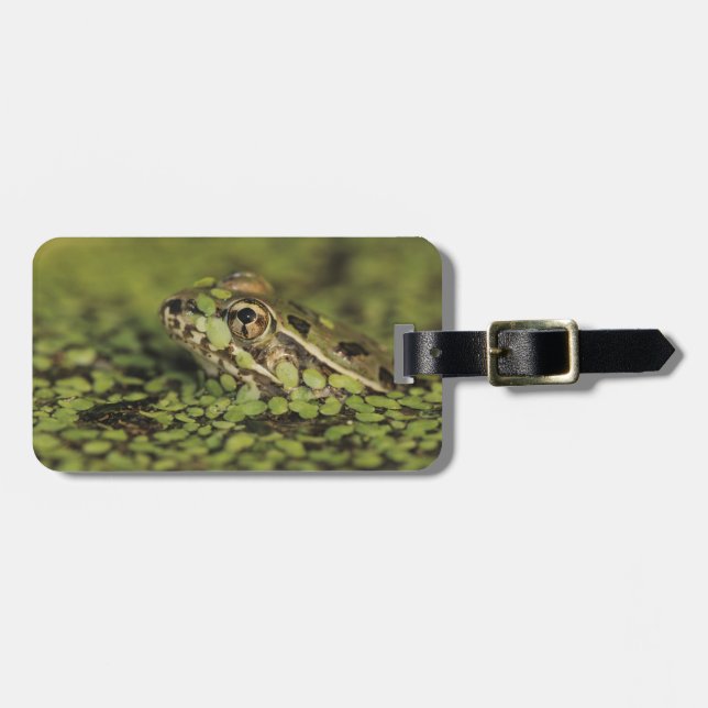 Étiquette À Bagage Grenouille Léopard Rio Grande, Rana berlandieri, (Devant horizontal)
