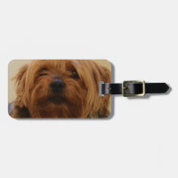 Jake le Yorkie Terrier