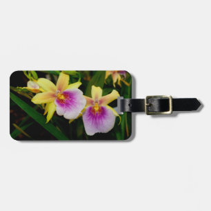 Étiquette À Bagage Jaune rose violet Miltonia Sunset Orchidées