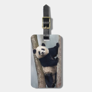 Étiquette À Bagage Jeune panda grimpant à un arbre, Chine