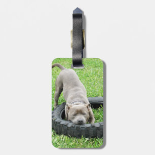 Étiquette À Bagage Jeune Staffordshire Bull Terrier bleu,