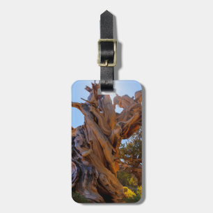 Étiquette À Bagage L'Arbre Sentinelle