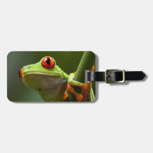 Étiquette À Bagage Le Costa Rica, Monteverde, grenouille d'arbre aux