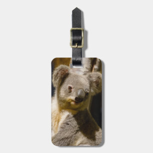 Étiquette À Bagage Le koala masculin personnalisent
