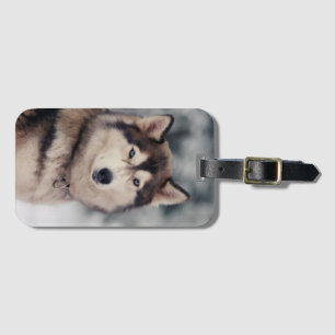 Étiquette À Bagage Le magnifique Husky en plein air