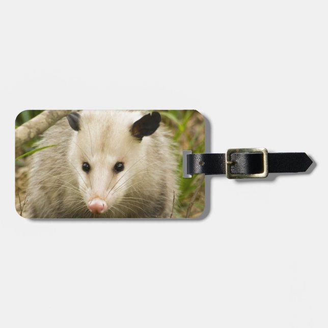 Étiquette À Bagage Les opossums sont jolis - opossum Didelphimorphia (Devant horizontal)