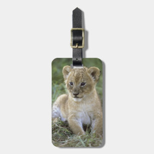 Étiquette À Bagage lion d'Afrique, Panthera leo), Tanzanie,