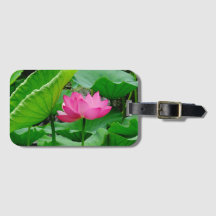 Lys rose fleurissant au printemps