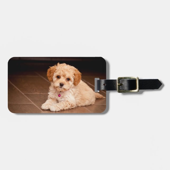 Étiquette À Bagage Mélange de caniche de bébé ou chiot maltais de (Devant horizontal)