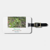 Nature plante photographie plage eau nom de voyage