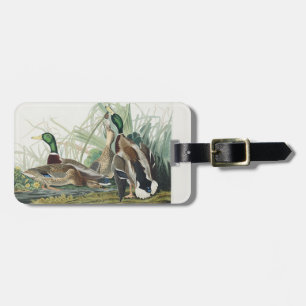 Étiquette À Bagage Œuvre d'art faunique vintage sur le canard colvert