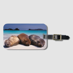 Étiquette À Bagage Otaries dormant sur la plage   Equateur