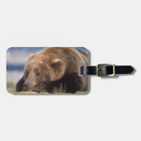 ours brun, Ursus arctos, grizzly, Ursus 8