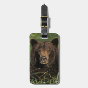 Étiquette À Bagage ours brun, Ursus arctos, grizzly, Ursus 9