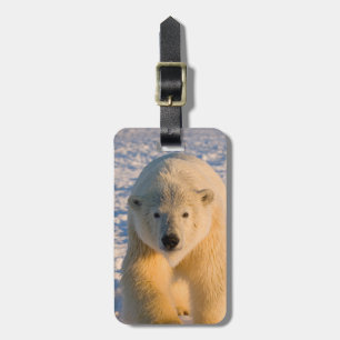 Étiquette À Bagage ours polaire, Ursus maritimus, ours polaire sur gl