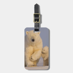 Étiquette À Bagage ours polaire, Ursus maritimus, truie avec nouveau-