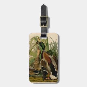 Étiquette À Bagage Peinture d'oiseaux de Mallard Duck Audubon