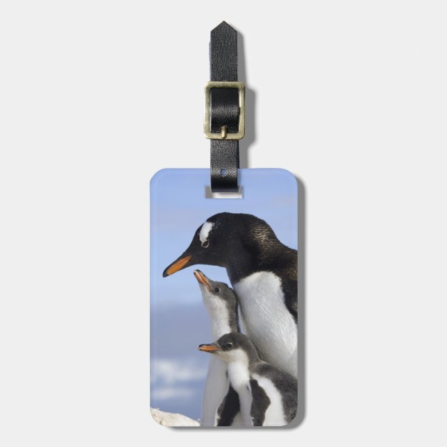 Étiquette À Bagage Péninsule Antarctique, Neko Harbour, Gentoo (Devant Vertical)