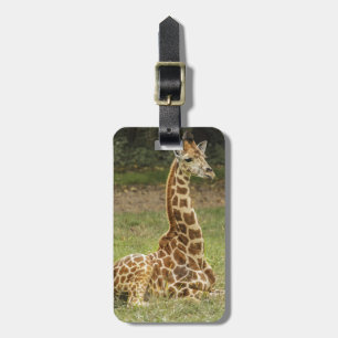 Étiquette À Bagage Photo de girafe