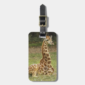 Étiquette À Bagage Photo de girafe