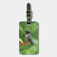 Photographie d'oiseau de colibri à gorge rubis